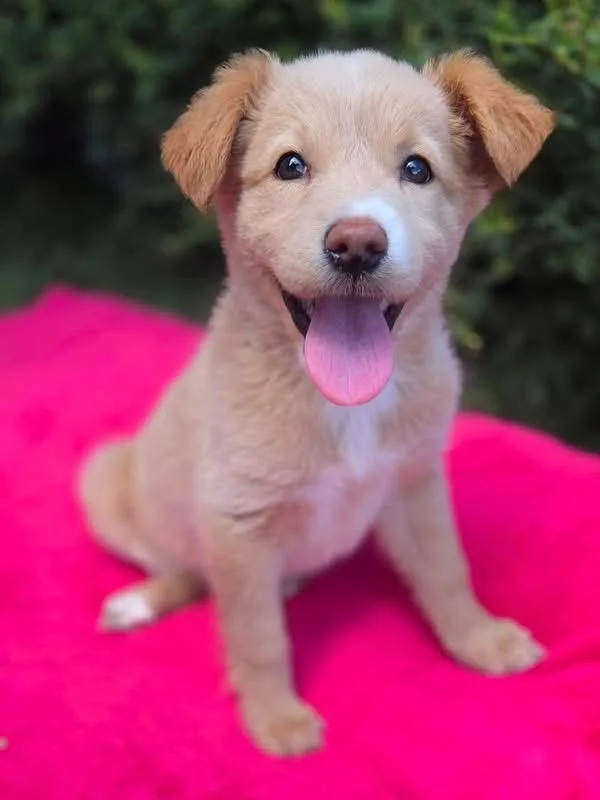 A baby medium-sized female Mixed Breed dog named Mable for adoption in University Place, WA