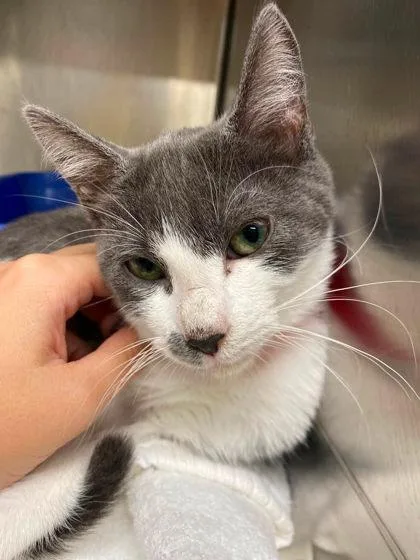 A young small-sized female Domestic Short Hair cat named Masquerade for adoption in Hobart, IN