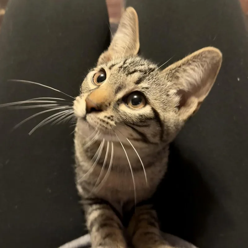 Cilantro