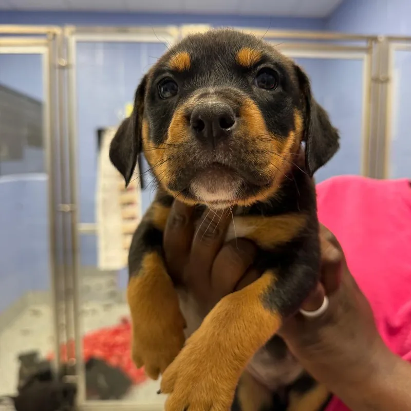A baby small-sized female Black Mixed Breed dog named Belle for adoption in Madisonville, TN