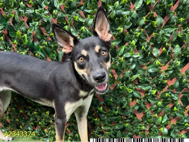 An adult medium-sized female Mixed Breed dog named Mia Thermopolis for adoption in West Palm Beach, FL