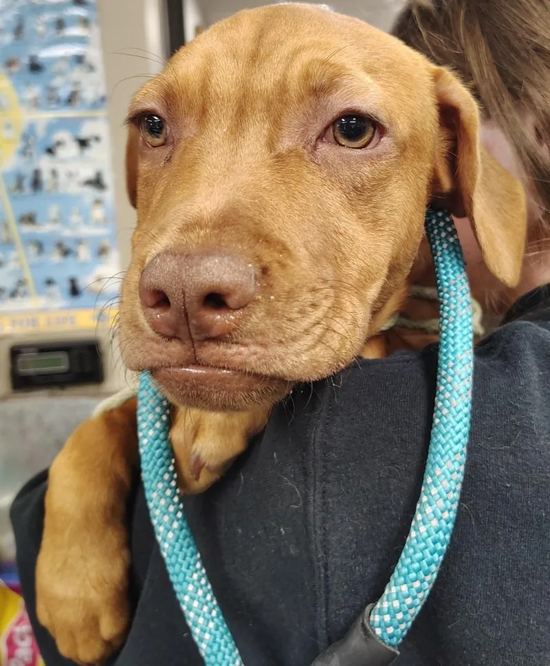 A baby small-sized female Mastiff dog named Lily for adoption in Saint Clairsville, OH