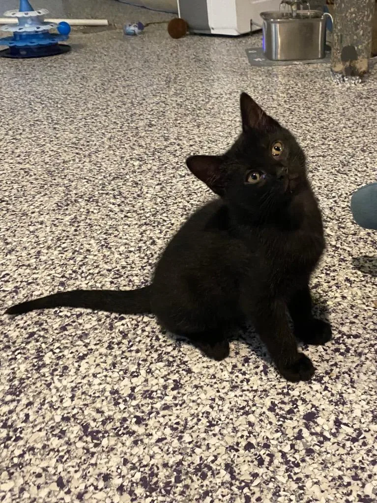 A baby medium-sized male Black Domestic Short Hair cat named Pepper for adoption in Shawnee, KS