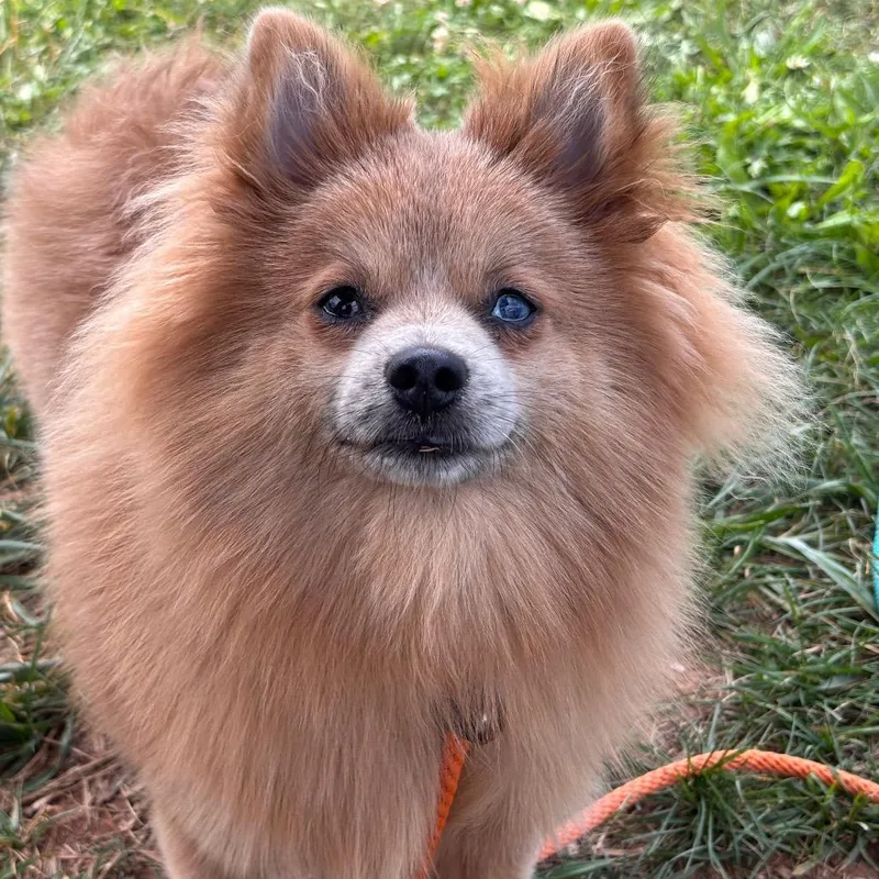 A baby small-sized male Brown / Chocolate Pomeranian dog named Ollie for adoption in York, PA