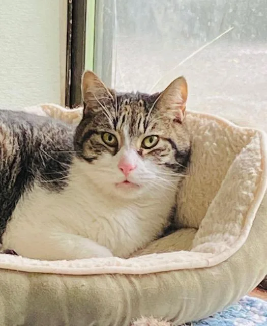 An adult medium-sized male Domestic Short Hair cat named Mavis for adoption in Beacon, NY