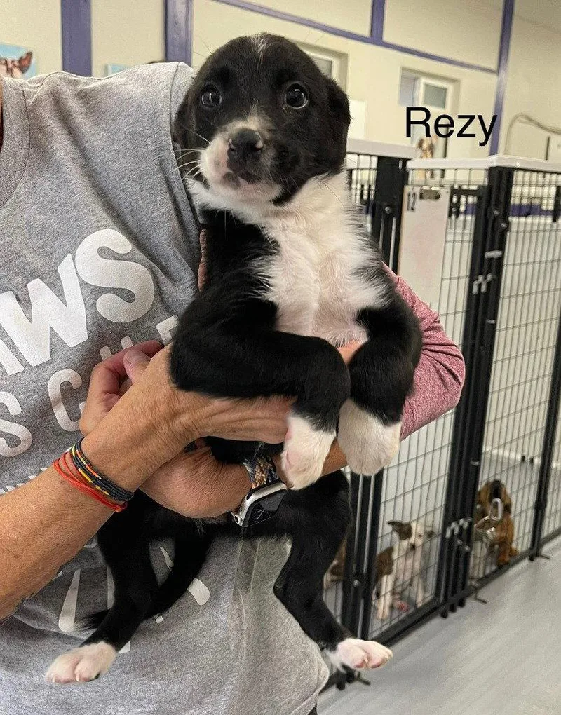 A baby medium-sized female Terrier dog named Rezy for adoption in Saint George, UT