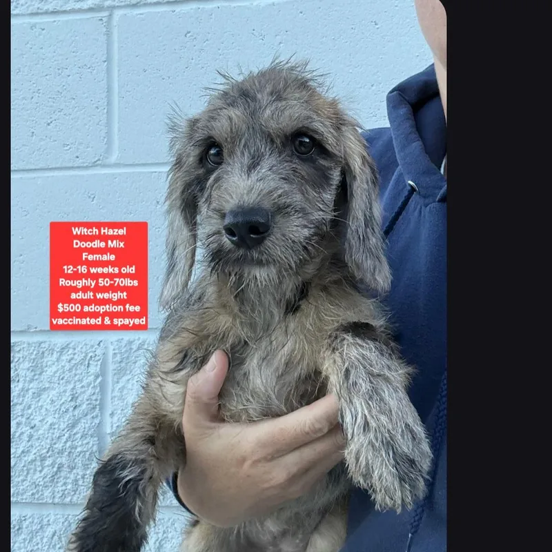 A baby large-sized female Labradoodle dog named Witch Hazel for adoption in Oviedo, FL