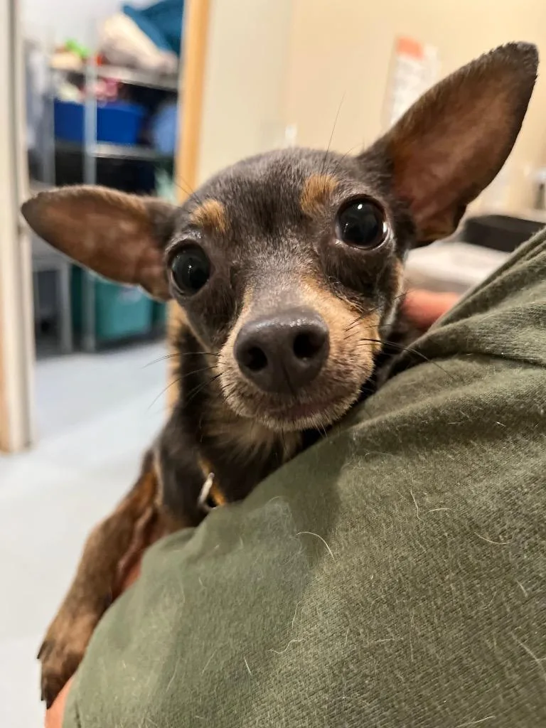 A young medium-sized male Mixed Breed dog named AD Chewey for adoption in Ashland, WI