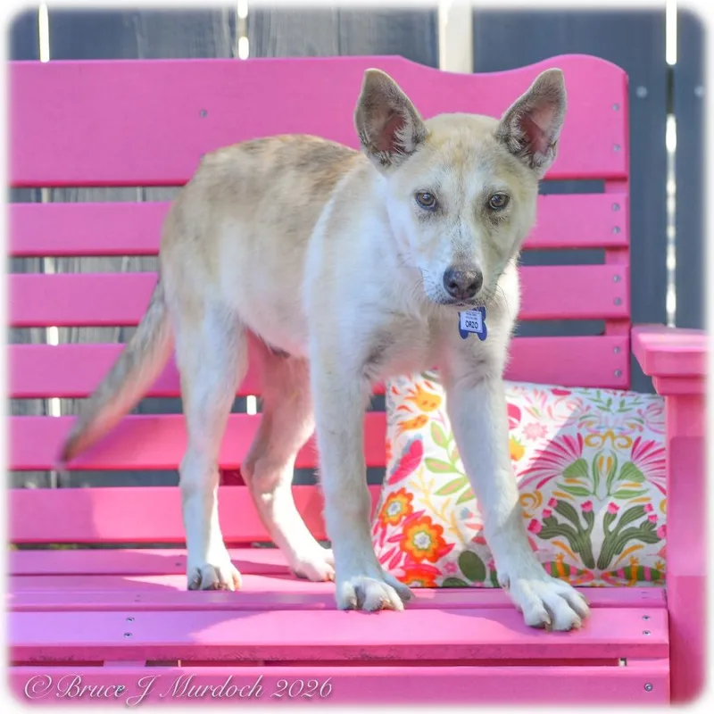 A baby small-sized male Yellow / Tan / Blond / Fawn Labrador Retriever dog named Orzo for adoption in Wake Forest, NC