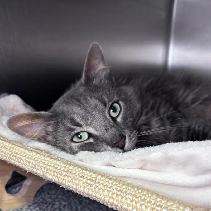 An adult medium-sized male Gray / Blue / Silver Domestic Long Hair cat named Moonlight for adoption in Providence, RI