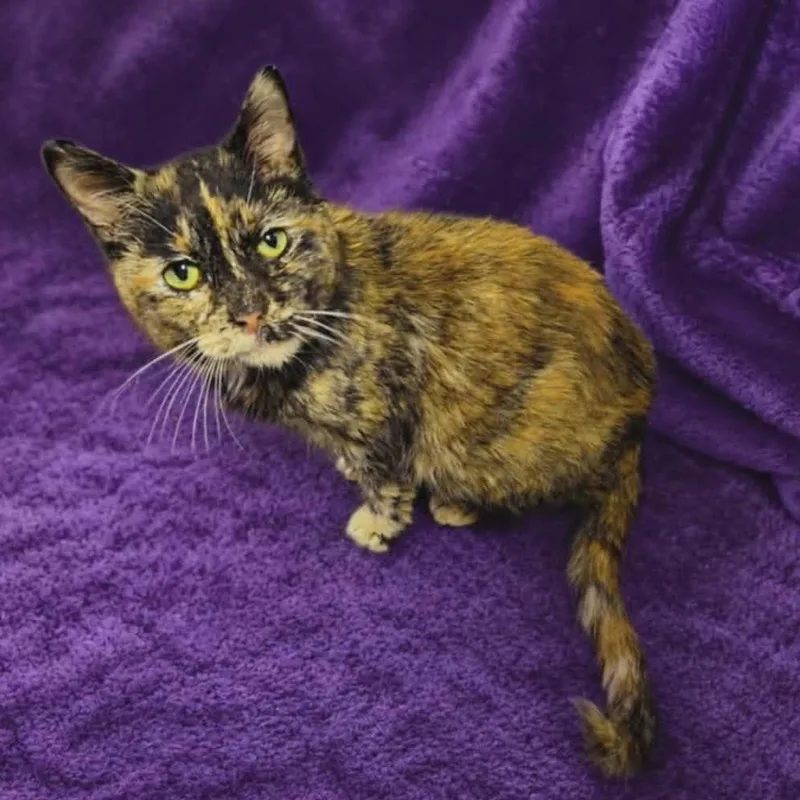 A senior medium-sized female Tortoiseshell cat named Rose for adoption in Greensburg, PA