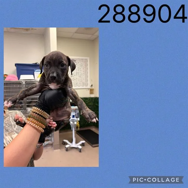 A baby small-sized male Mixed Breed dog named A for adoption in Macon, GA