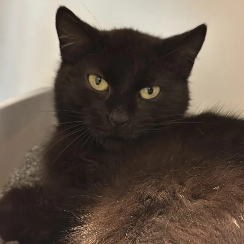 An adult medium-sized female Black Domestic Short Hair cat named Pelican for adoption in Matteson, IL