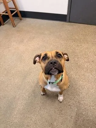 An adult medium-sized female Pit Bull Terrier dog named Carly for adoption in Cleveland, OH
