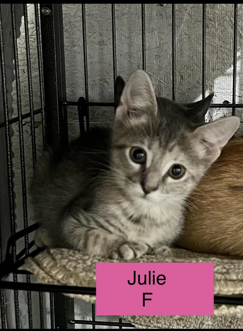 A baby small-sized female Domestic Short Hair cat named Julie for adoption in Sneads Ferry, NC