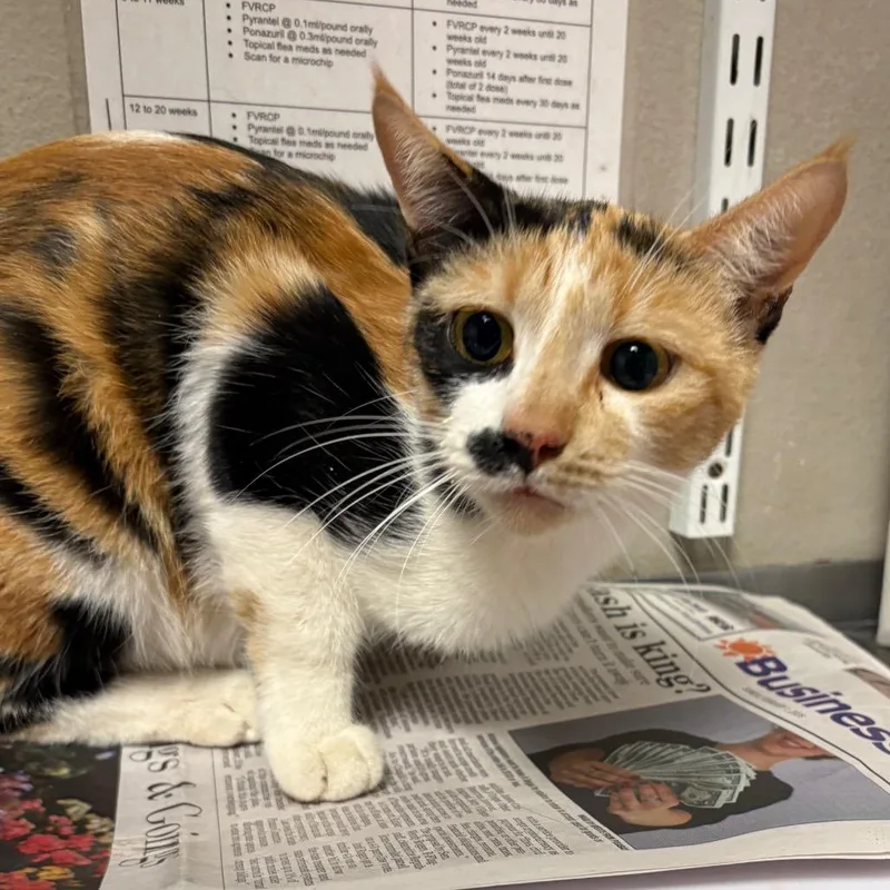 An adult medium-sized female Domestic Short Hair cat named Spots for adoption in Yuma, AZ