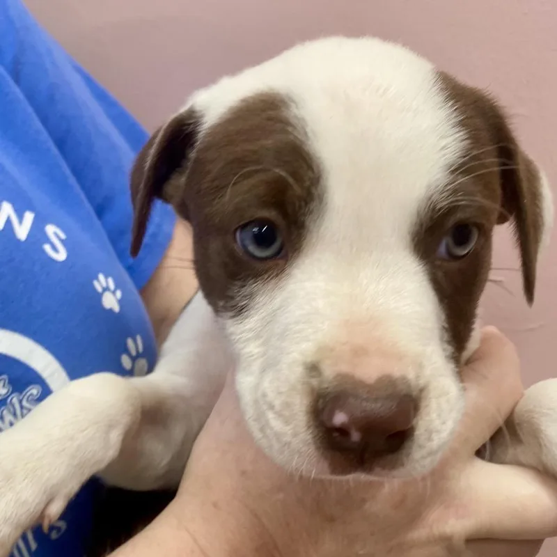 A baby small-sized male White / Cream Mixed Breed dog named Caramel Sundae for adoption in Huntsville, AR