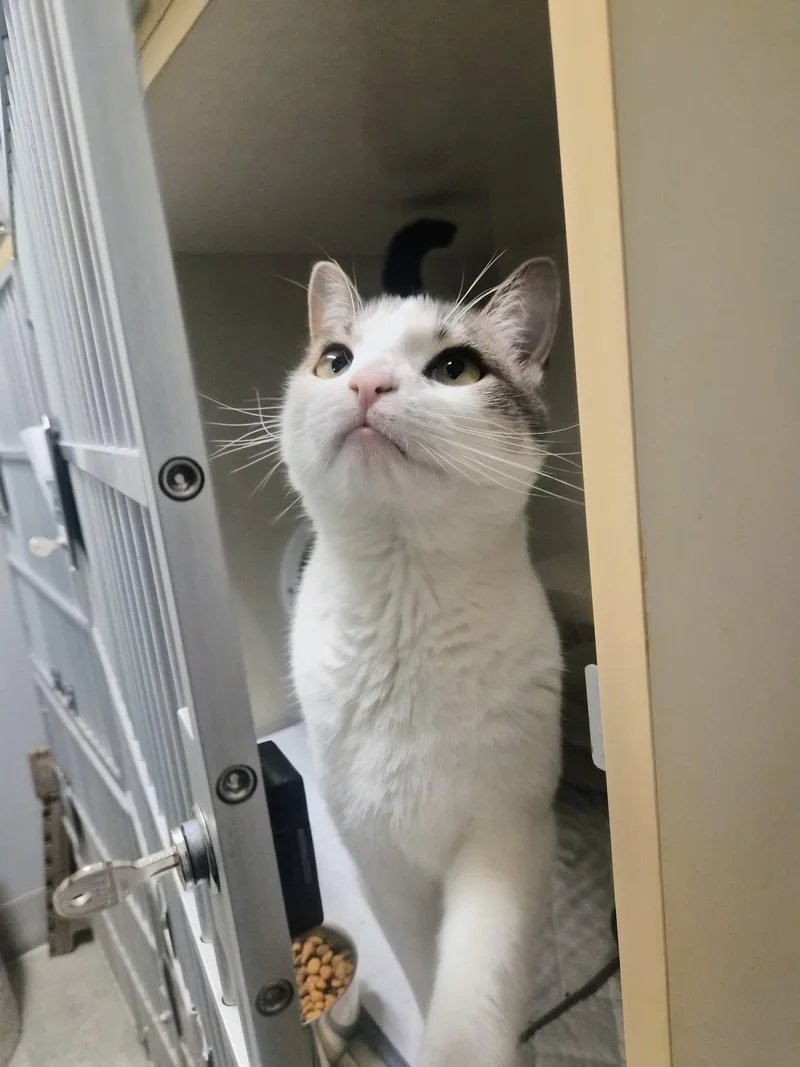 A young medium-sized female White Domestic Short Hair cat named Roxy for adoption in Cornelius, NC
