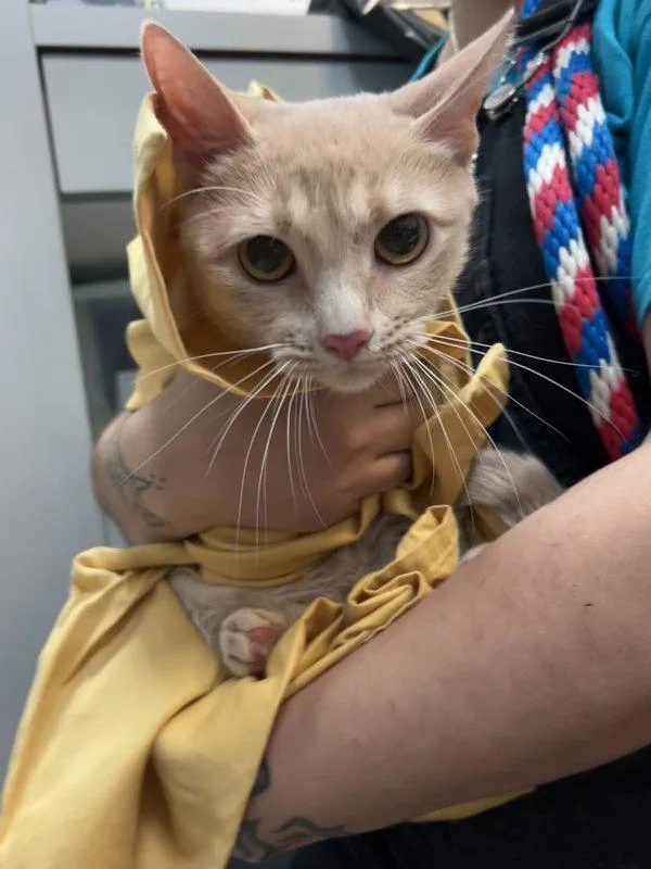 Lola