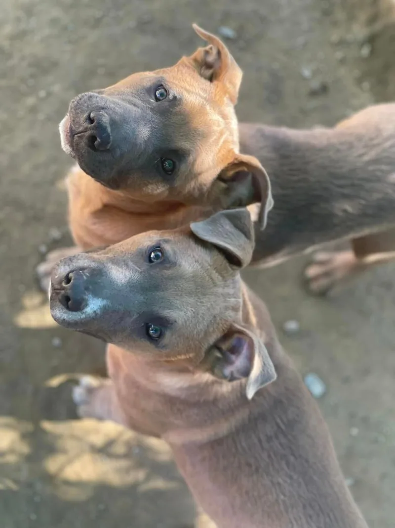 Chuck Aka Meat thumbnail 3