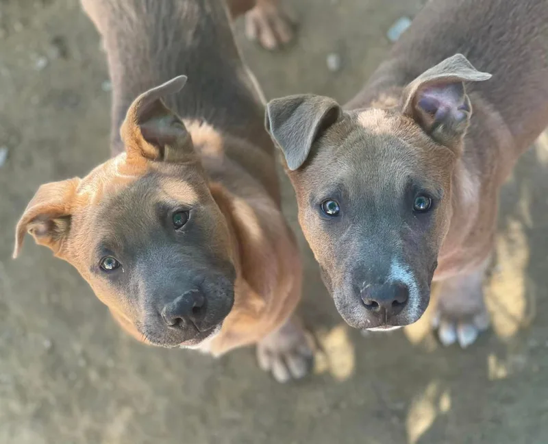 Chuck Aka Meat thumbnail 4