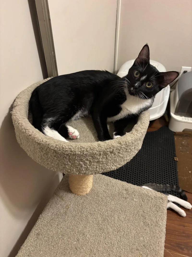 A young medium-sized female Tuxedo cat named Vivian for adoption in Laguna Niguel, CA