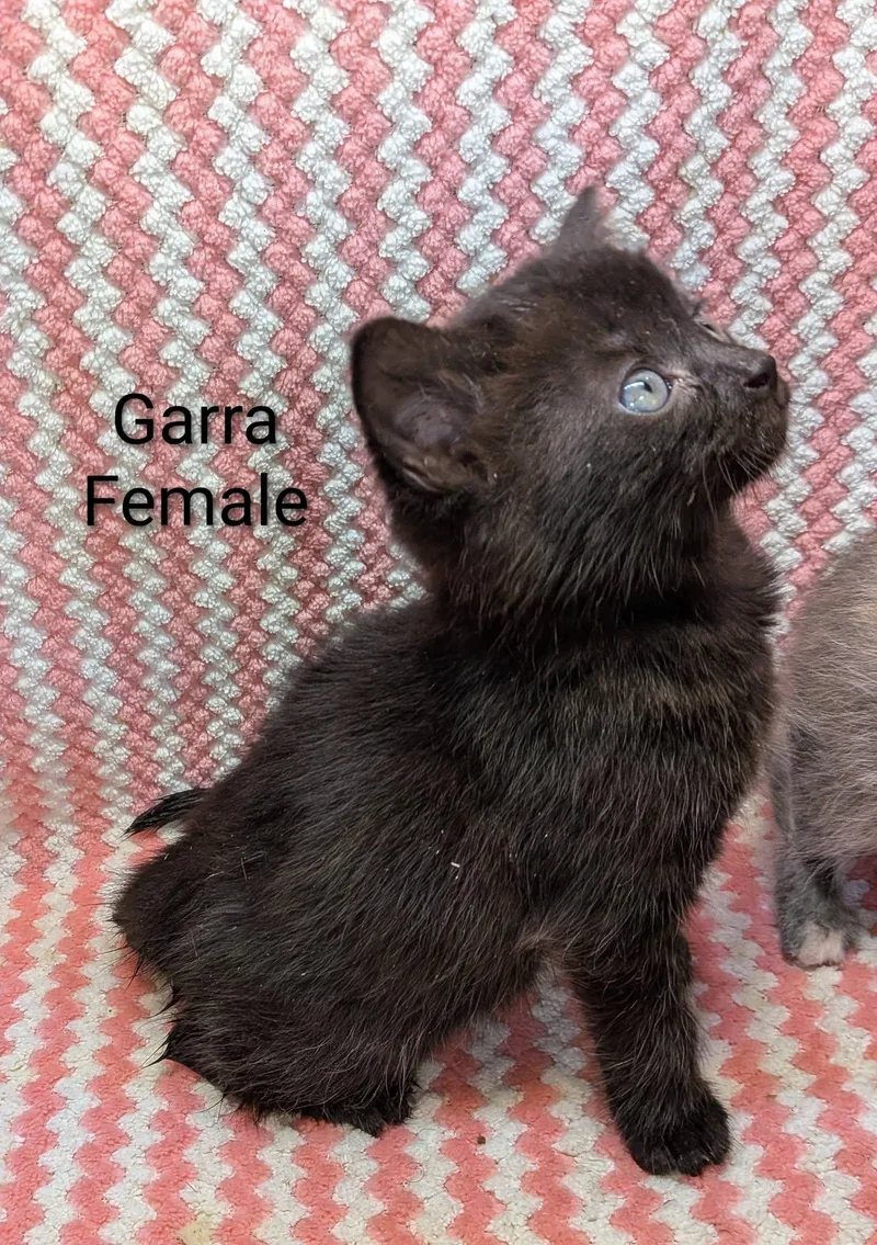 A baby small-sized female Black Domestic Short Hair cat named Garra for adoption in Clarksville, TN