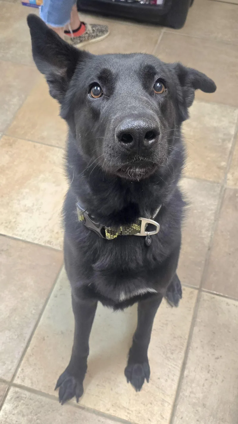 An adult large-sized male Shepherd dog named Maxx for adoption in Brainerd, MN