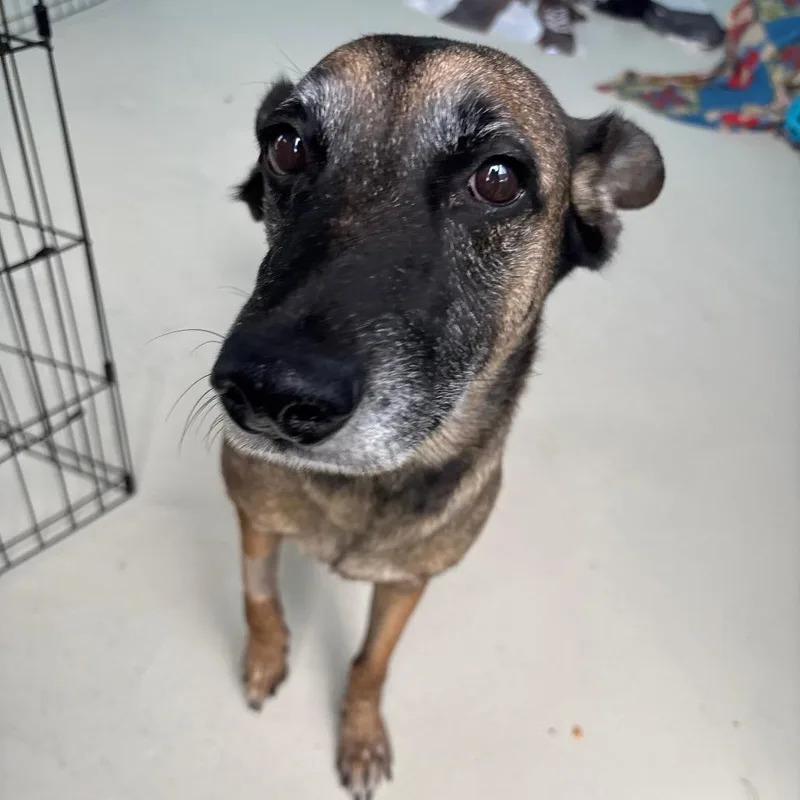 A senior medium-sized female Brown / Chocolate Belgian Shepherd / Malinois dog named Miley for adoption in LOXAHATCHEE, FL
