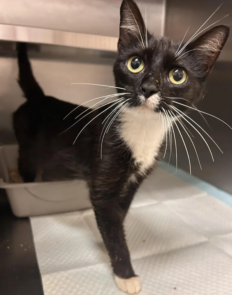 An adult medium-sized female Black & White / Tuxedo Domestic Short Hair cat named Goldy for adoption in Germanton, NC