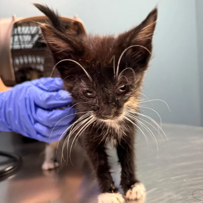 A baby small-sized female Tortoiseshell Domestic Short Hair cat named Max for adoption in Lancaster, OH