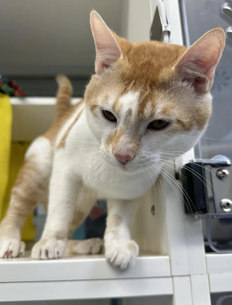 An adult medium-sized male Tabby (Orange / Red) Domestic Short Hair cat named Akira for adoption in Manassas, VA