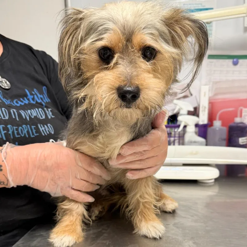 An adult small-sized male Yorkshire Terrier dog named Maurice for adoption in Ewing, NJ