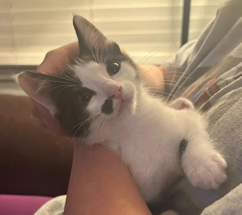 A baby small-sized male Domestic Short Hair cat named Charley for adoption in Magnolia, TX
