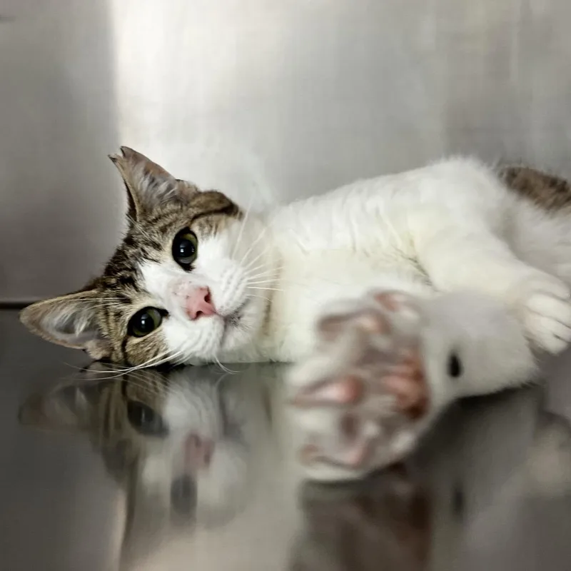 A baby small-sized male White Domestic Short Hair cat named Samson for adoption in Harrisville, WV
