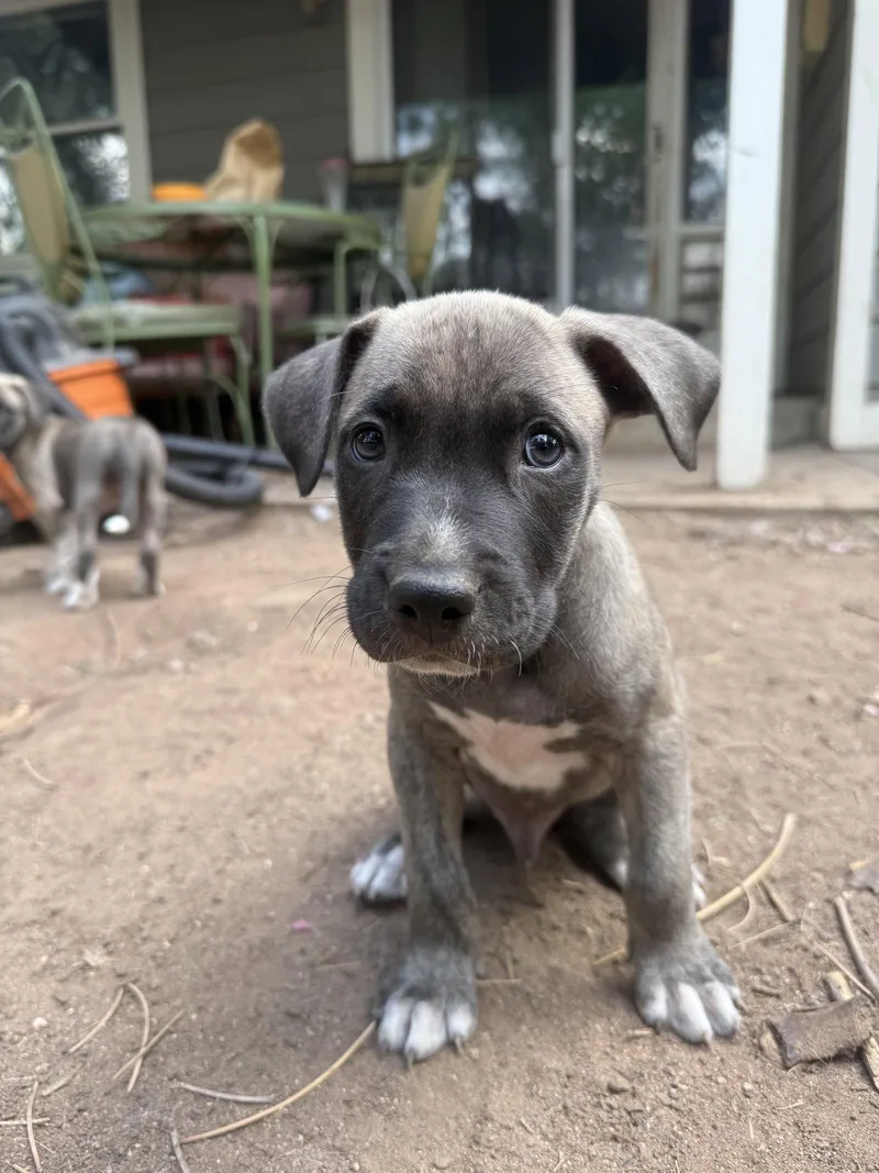 A baby medium-sized male Mixed Breed dog named Phil for adoption in Fort Collins, CO