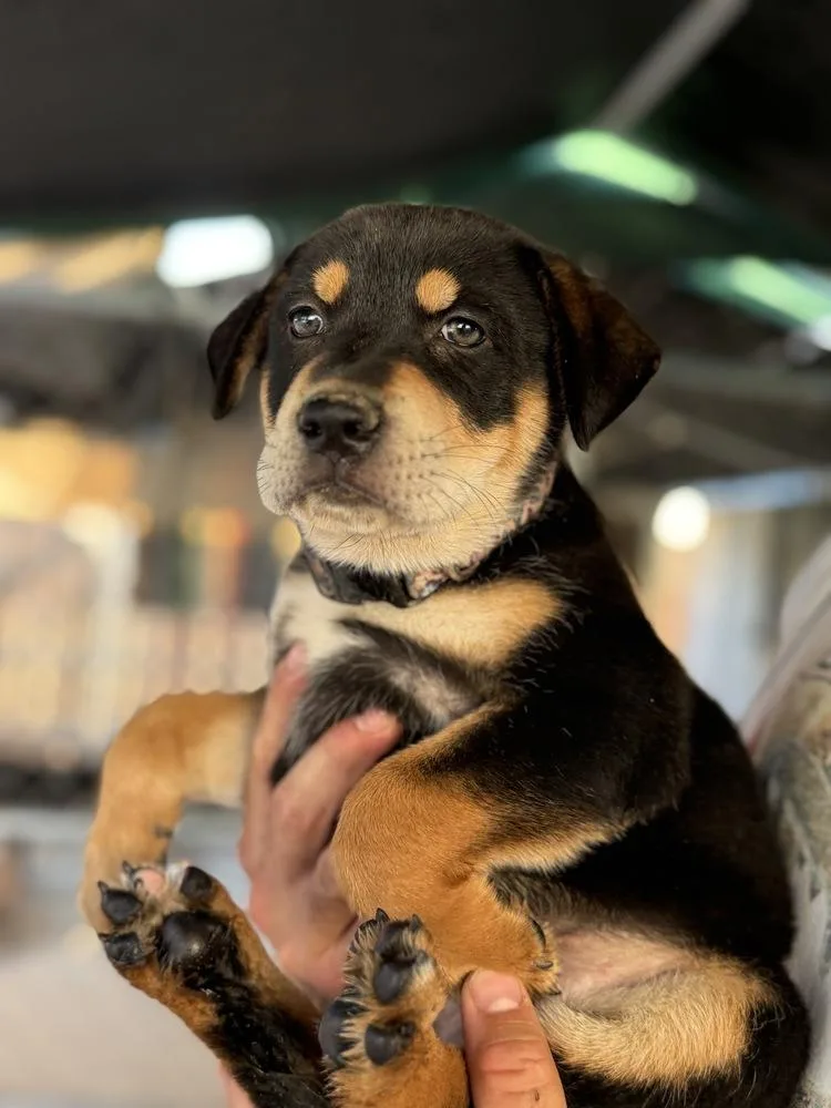 A baby large-sized female Tricolor (Brown, Black, & White) Doberman Pinscher dog named Sally for adoption in Pleasant Hill, CA