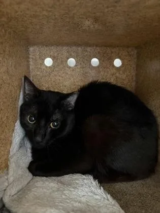 An adult medium-sized male Domestic Short Hair cat named Tyler for adoption in New Hope, PA