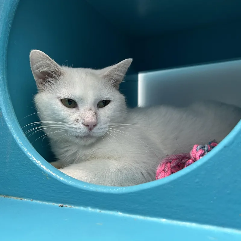 A young medium-sized male White Domestic Short Hair cat named Kimba for adoption in Grand Rapids, MI