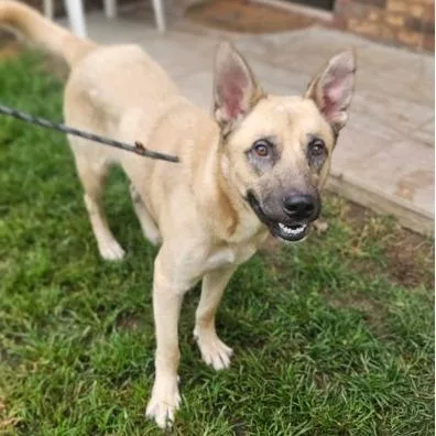 A young large-sized male German Shepherd Dog dog named Maserati for adoption in Fairfax, VA