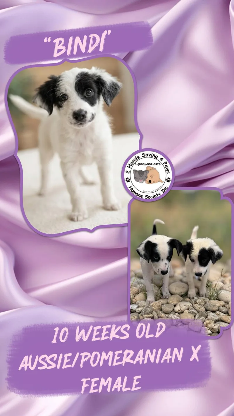 Bindi thumbnail 2