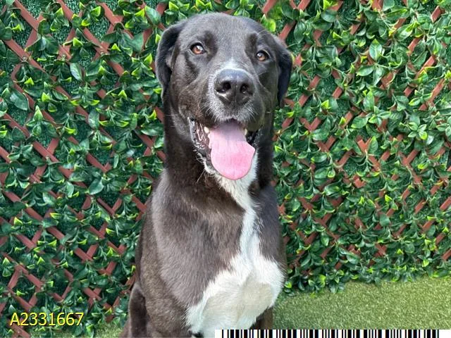 A young extra large-sized male Mixed Breed dog named Chives for adoption in West Palm Beach, FL