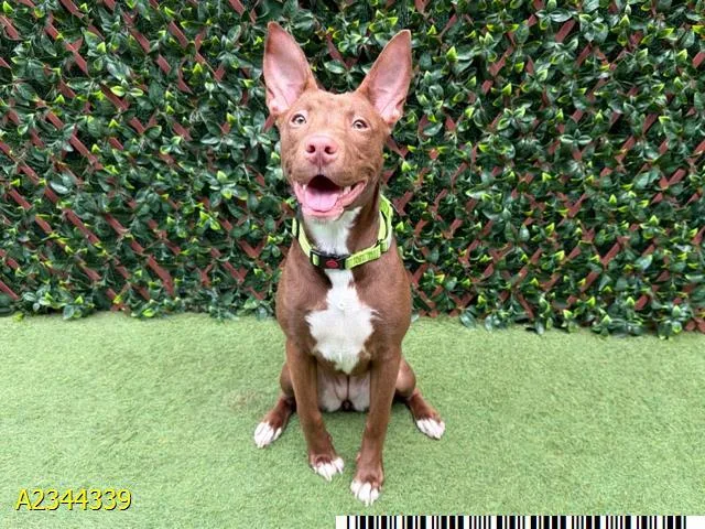 A young small-sized female Mixed Breed dog named Penny for adoption in West Palm Beach, FL