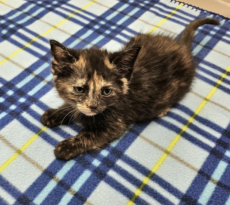 A baby medium-sized female Tortoiseshell Domestic Short Hair cat named Mustard for adoption in Tucson, AZ