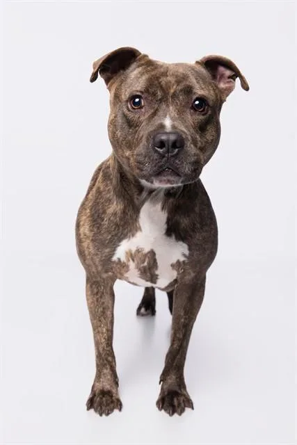 An adult large-sized male Staffordshire Bull Terrier dog named Lincoln for adoption in Miami, FL