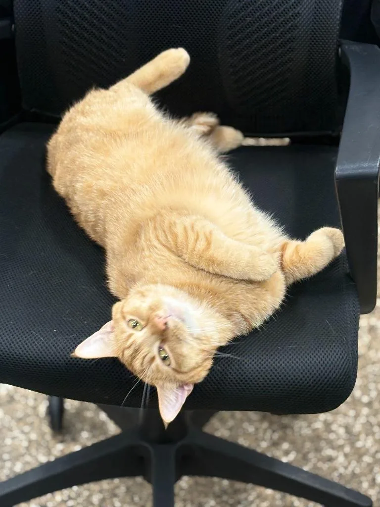 An adult large-sized male Domestic Short Hair cat named Jimmy Buffett for adoption in Effingham, IL