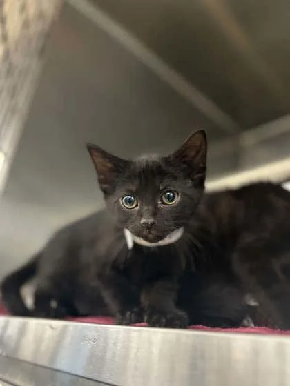 A baby small-sized male Domestic Short Hair cat named Peter for adoption in Munster, IN
