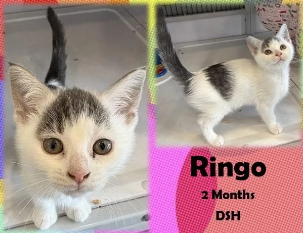 A young medium-sized male Tabby (Brown / Chocolate) Domestic Short Hair cat named Ringo for adoption in Franklin, IN