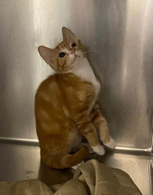 A baby small-sized male Domestic Short Hair cat named Pumpkin for adoption in Las Vegas, NV