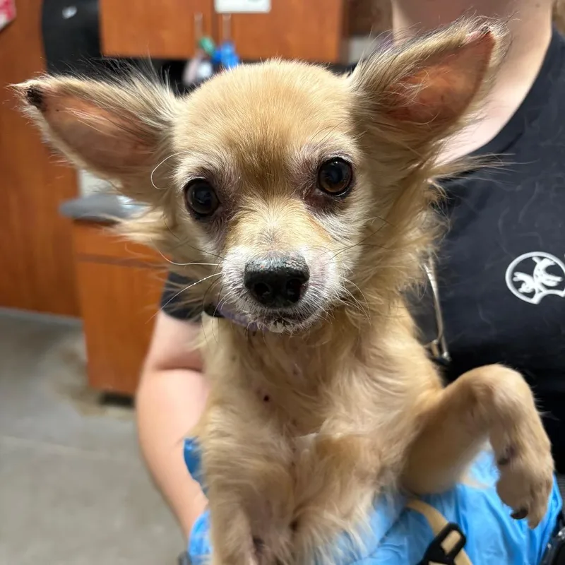 A senior small-sized male Yellow / Tan / Blond / Fawn Chihuahua dog named Peter Pan for adoption in Yuma, AZ